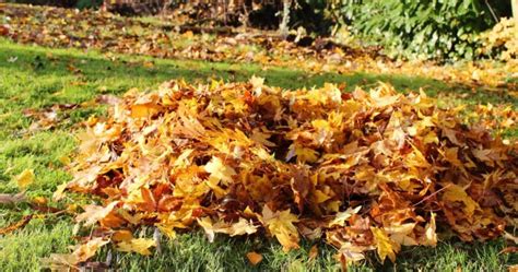 Tas de feuilles mortes en automne dans un jardin