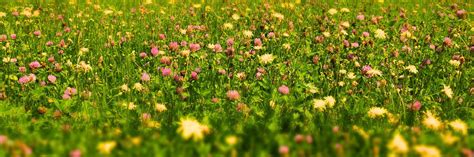 Exemple d'un gazon fleuri