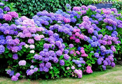 Hortensia en pleine floraison dans un jardin ombragé