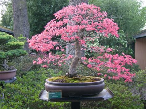 bonsai cerisier japonais soleil