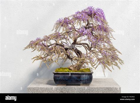 bonsai glycines fleurs