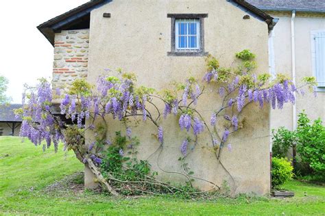 Photo montrant une glycine mature sur un système de câbles en acier