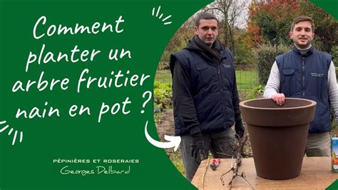 Schéma illustrant la structure d'un arbre fruitier nain en pot : drainage, substrat et point de greffe