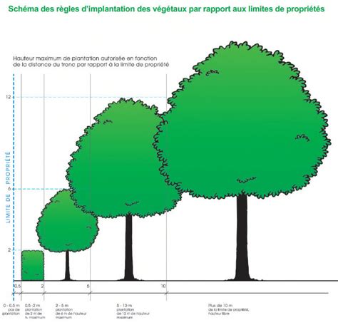 Infographie comparant les distances de plantation entre arbres nains et arbres de plein vent