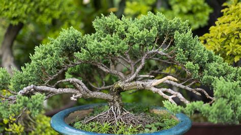 Arbre bonsaï en pleine floraison