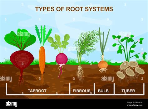 Illustration comparative des systèmes racinaires : rhizomes, racines pivotantes et stolons