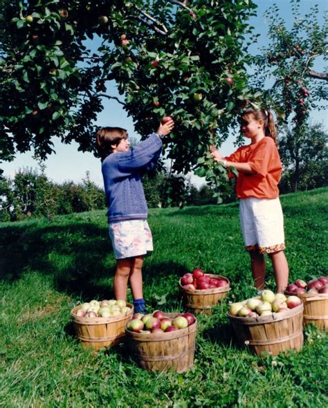 Famille faisant de la cueillette de pommes
