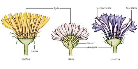 Illustration d'une plante d'artichaut avec ses feuilles caractéristiques et un capitule floral
