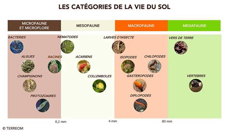 Infographie illustrant les caractéristiques d'un sol idéal pour l'artichaut (pH, drainage, matière organique)