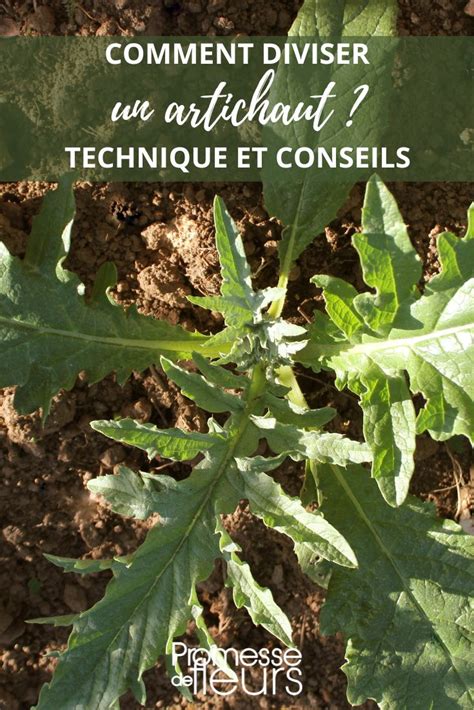 Schéma expliquant la division des rejets d'artichaut