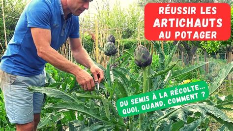 Séquence photographique de la récolte d'un artichaut