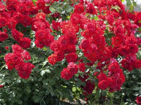 rosier variété ADR