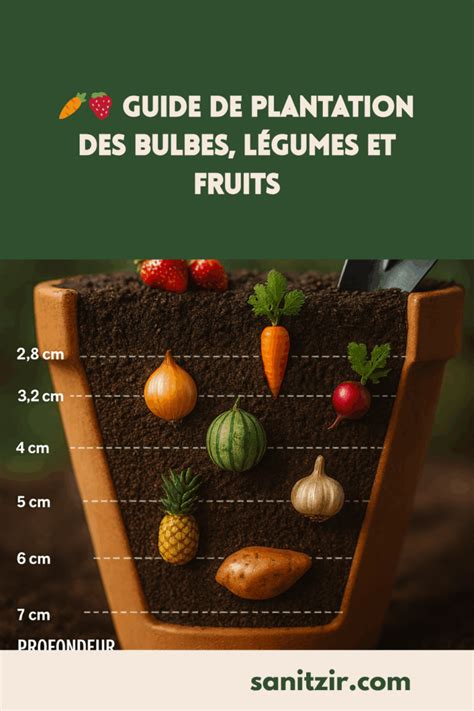 Infographie montrant la profondeur de plantation des légumes stars