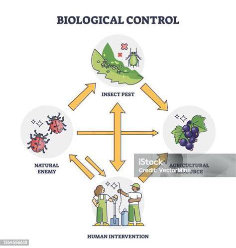 Schéma de lutte biologique contre les nuisibles courants