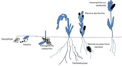 Infographie comparative des méthodes de lutte contre les champignons phytopathogènes