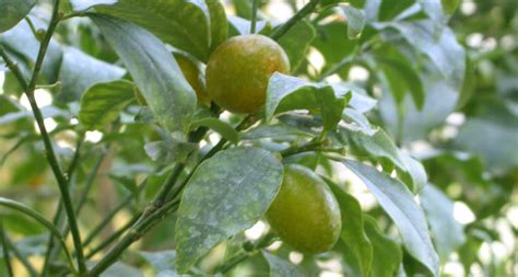 Gros plan sur les fruits du citronnier caviar