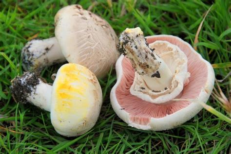 Comparaison visuelle entre le Rosé des prés et l'agaric jaunissant