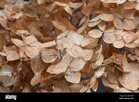 Hortensia aux fleurs séchées en automne