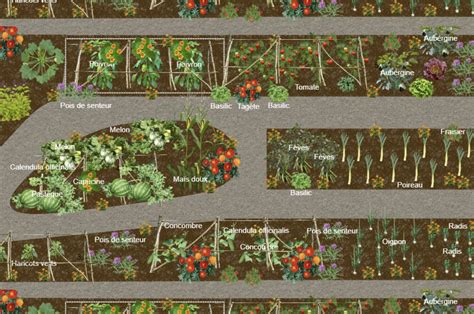 Plan de potager avec rangées d'échalotes bien alignées