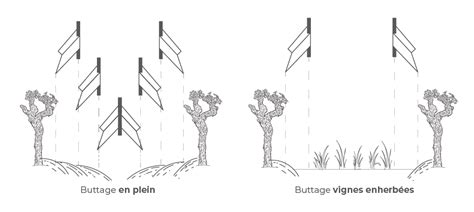 Schéma illustrant la technique de buttage pour l'échalote