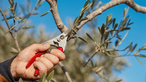 Personne portant des gants et des manches longues pour tailler un figuier