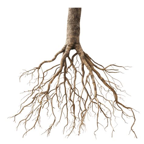racines d'arbre -ar 4:3 -v 7 Job ID: b18b8019-2cfc-47bc-b3da-86beed570bba