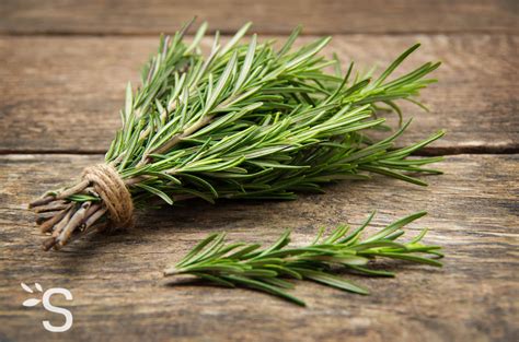 Photo de thym et de romarin plantés au pied d'un agrume en pot