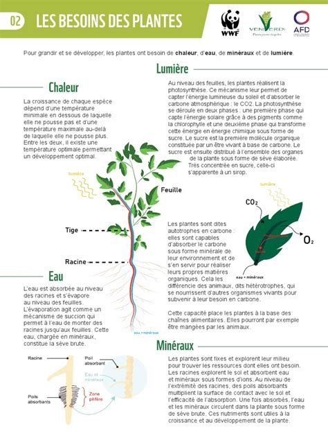 Infographie comparant les besoins en eau et en soleil des différentes plantes compagnes