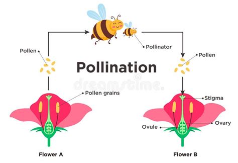Diagramme des compatibilités de pollinisation entre différentes variétés de pruniers