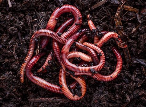 Vers de terre travaillant dans le compost