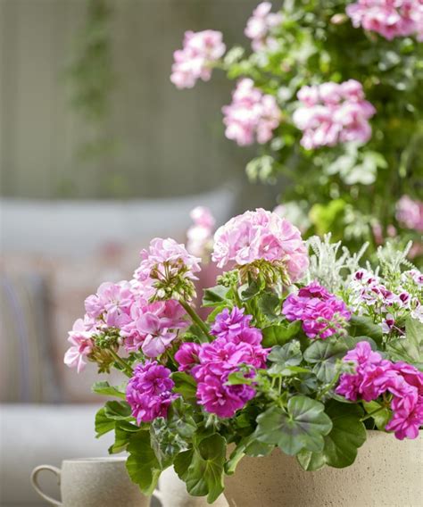 un jardin fleuri avec divers types de géraniums en pot