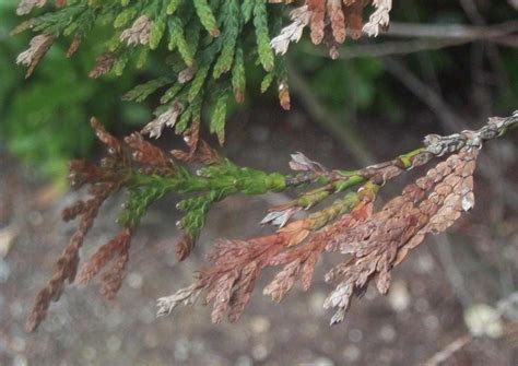 Symptômes de Didymascella thujina sur thuya