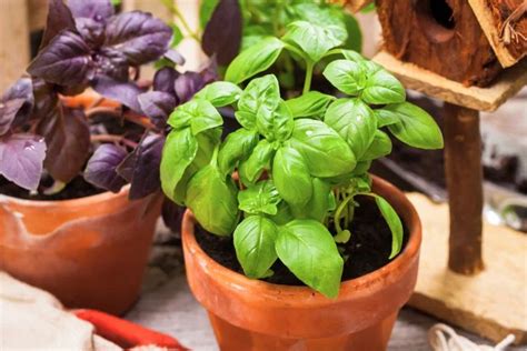 Plan de basilic en pot sur une terrasse ensoleillée