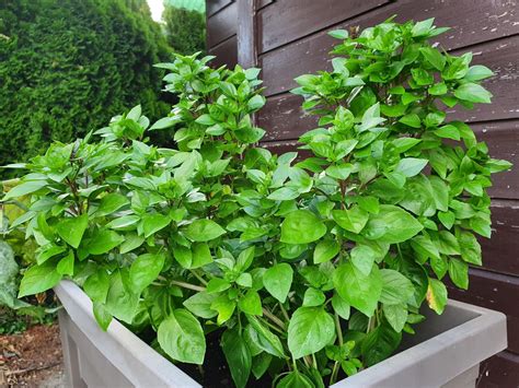 Bouquets de basilic séchant tête en bas dans une cuisine