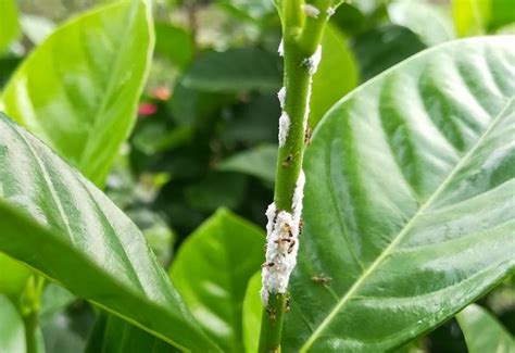 Cochenille farineuse sur feuille de citronnier