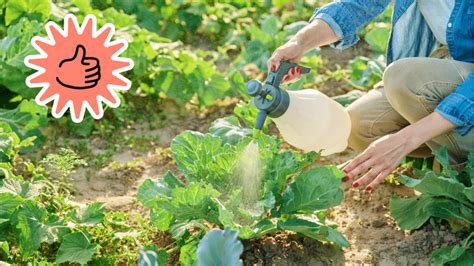 Préparation d'un mélange insecticide naturel