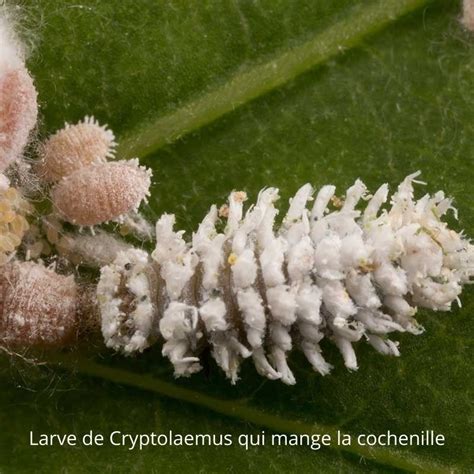 Coccinelle Cryptolaemus montrouzieri, prédateur de cochenilles
