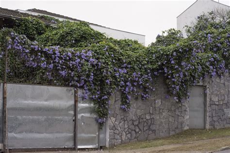 mur recouvert d'ipomées en fleurs