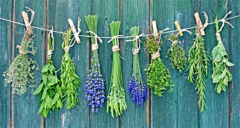 séchage d'herbes aromatiques