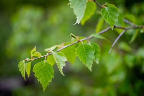 Feuilles de bouleau atteintes de maladies
