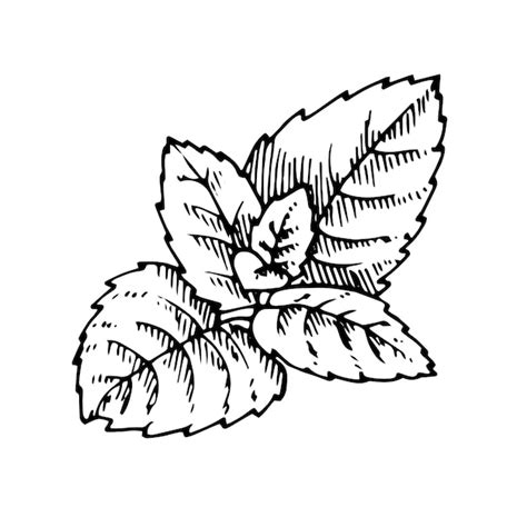 illustration des feuilles de menthe et de mélisse côte à côte