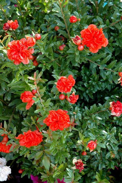 Grenadier en fleurs sous le soleil méditerranéen