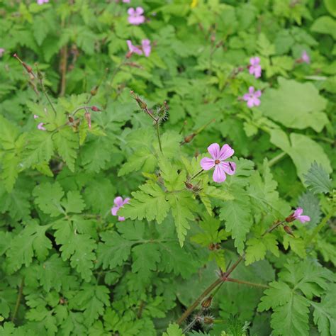 Geranium robertianum en fleur dans son habitat naturel