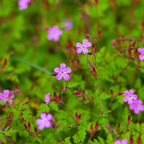 Geranium robertianum dans un jardin, sous un feuillage clairsemé