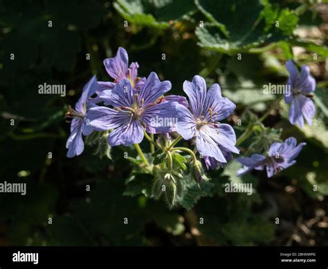 Gros plan sur les fleurs bleues d'un Geranium Rozanne