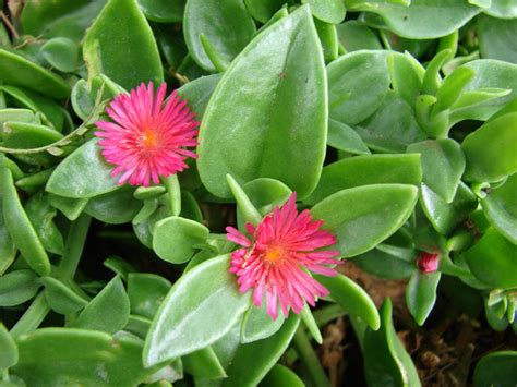 Comparaison entre Mesembryanthemum crystallinum et Aptenia cordifolia