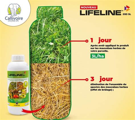 Infographie illustrant le processus d'absorption d'un herbicide sélectif par une mauvaise herbe