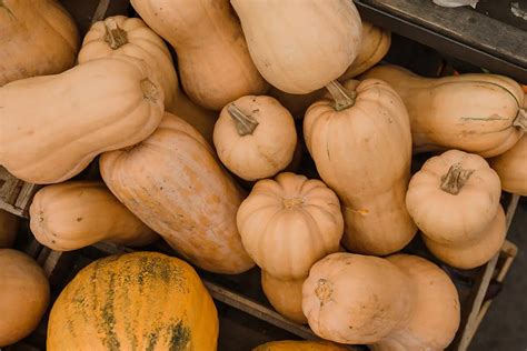 Courges Butternut prêtes à la récolte