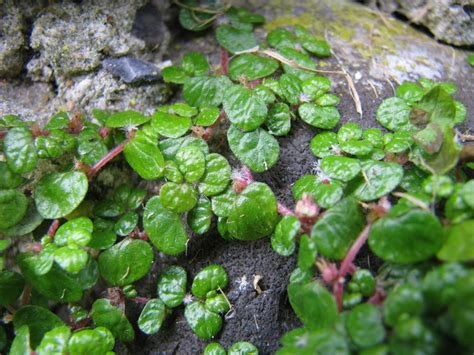 Plan rapproché montrant le feuillage dense et les minuscules feuilles arrondies de l'helxine
