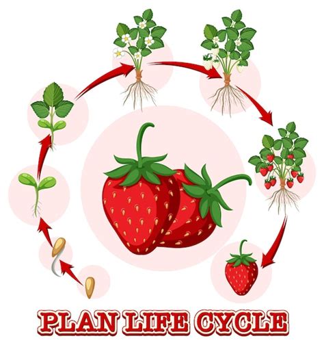 Diagramme du cycle de vie des maladies fongiques courantes chez le fraisier